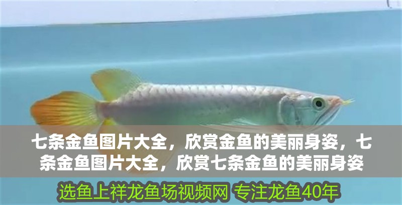 七條金魚圖片大全，欣賞金魚的美麗身姿，七條金魚圖片大全，欣賞七條金魚的美麗身姿