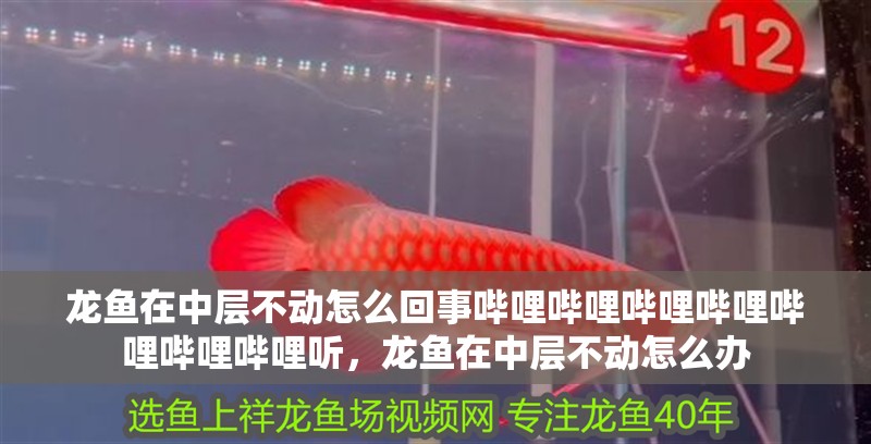 龍魚(yú)在中層不動(dòng)怎么回事嗶哩嗶哩嗶哩嗶哩嗶哩嗶哩嗶哩聽(tīng)，龍魚(yú)在中層不動(dòng)怎么辦