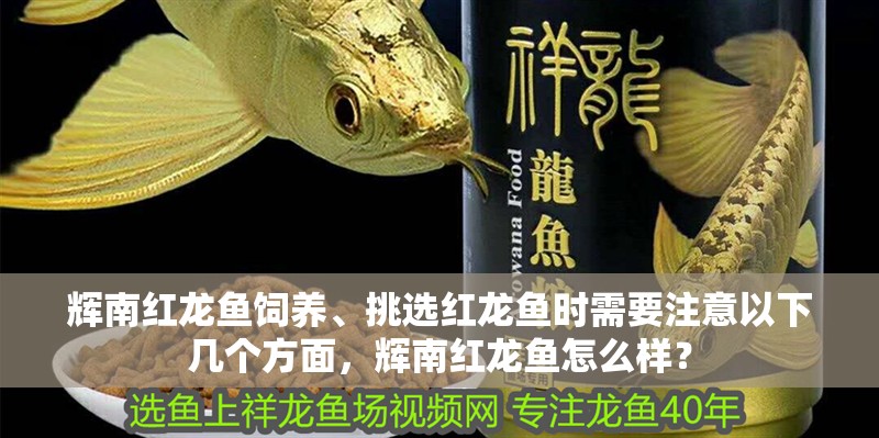 輝南紅龍魚飼養(yǎng)、挑選紅龍魚時需要注意以下幾個方面，輝南紅龍魚怎么樣？