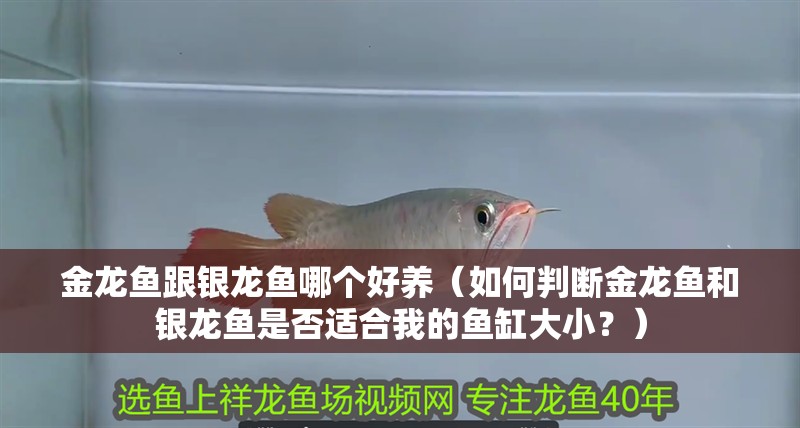 金龍魚跟銀龍魚哪個好養（如何判斷金龍魚和銀龍魚是否適合我的魚缸大小？）