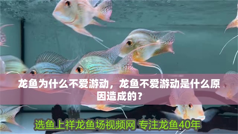 龍魚為什么不愛游動，龍魚不愛游動是什么原因造成的？