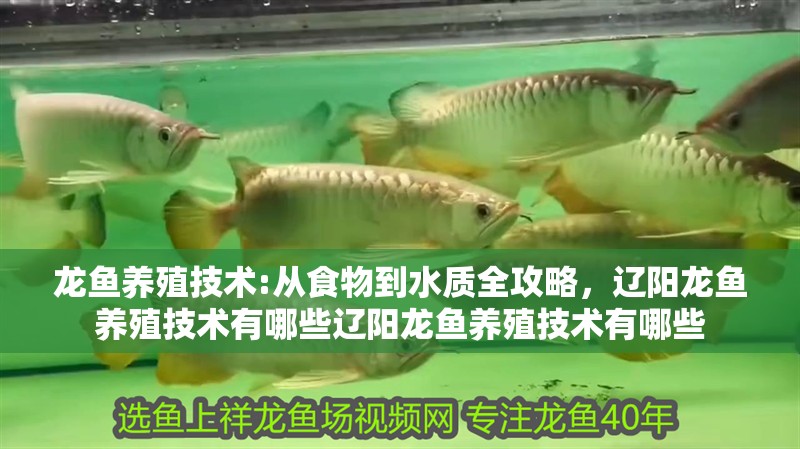 龍魚養(yǎng)殖技術(shù):從食物到水質(zhì)全攻略，遼陽龍魚養(yǎng)殖技術(shù)有哪些遼陽龍魚養(yǎng)殖技術(shù)有哪些