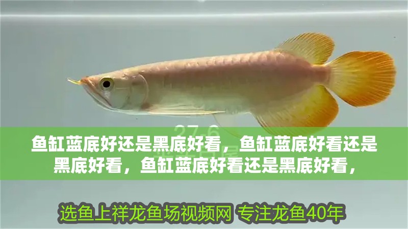 魚缸藍底好還是黑底好看，魚缸藍底好看還是黑底好看，魚缸藍底好看還是黑底好看，