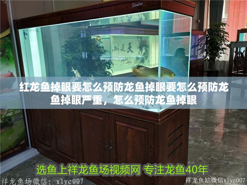 紅龍魚掉眼要怎么預防龍魚掉眼要怎么預防龍魚掉眼嚴重，怎么預防龍魚掉眼