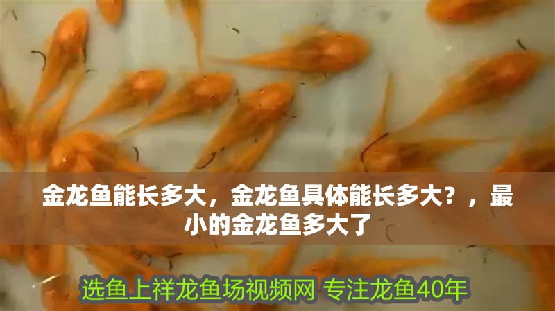 金龍魚能長多大，金龍魚具體能長多大？，最小的金龍魚多大了