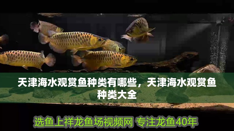 天津海水觀賞魚種類有哪些，天津海水觀賞魚種類大全