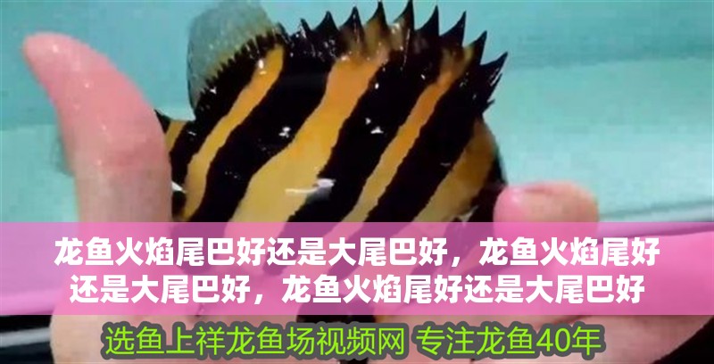 龍魚火焰尾巴好還是大尾巴好，龍魚火焰尾好還是大尾巴好，龍魚火焰尾好還是大尾巴好