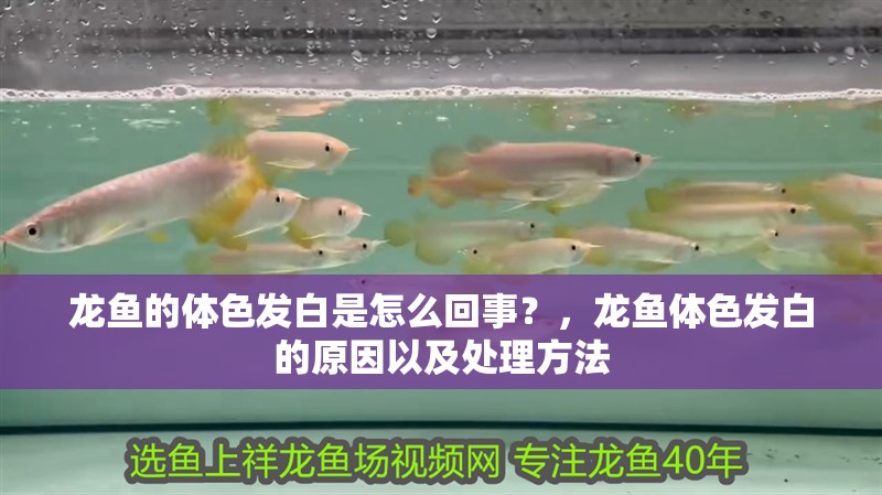 龍魚的體色發(fā)白是怎么回事？，龍魚體色發(fā)白的原因以及處理方法 龍魚的體色發(fā)白是怎么回事？，龍魚體色發(fā)白的原因以及處理方法 觀賞魚百科 第2張