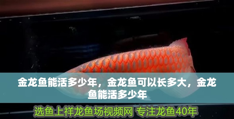金龍魚能活多少年，金龍魚可以長多大，金龍魚能活多少年