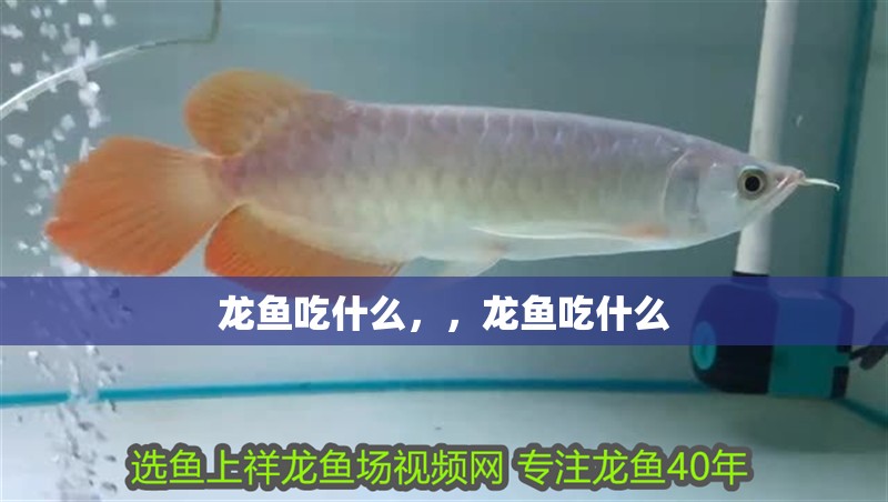 龍魚吃什么，，龍魚吃什么
