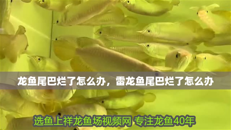 龍魚尾巴爛了怎么辦，雷龍魚尾巴爛了怎么辦