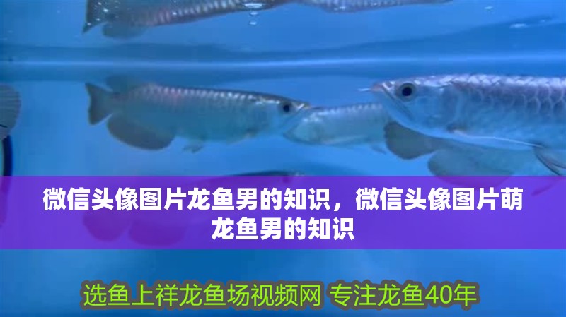 微信頭像圖片龍魚男的知識，微信頭像圖片萌龍魚男的知識