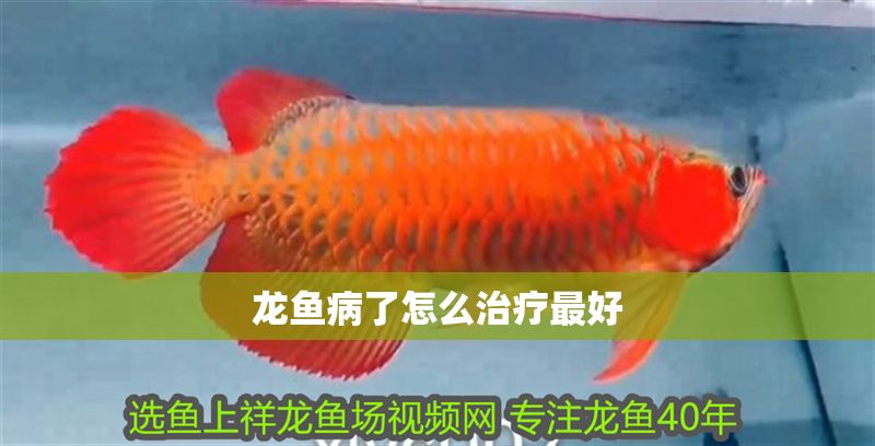龍魚病了怎么治療最好