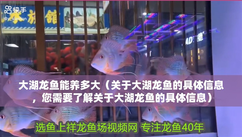 大湖龍魚能養(yǎng)多大（關(guān)于大湖龍魚的具體信息，您需要了解關(guān)于大湖龍魚的具體信息）