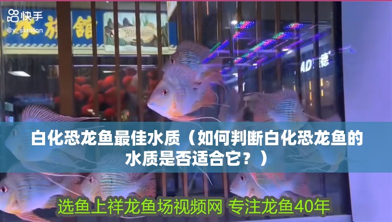 白化恐龍魚最佳水質（如何判斷白化恐龍魚的水質是否適合它？）