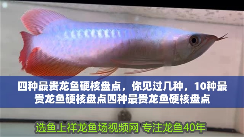 四種最貴龍魚硬核盤點(diǎn)，你見(jiàn)過(guò)幾種，10種最貴龍魚硬核盤點(diǎn)四種最貴龍魚硬核盤點(diǎn)