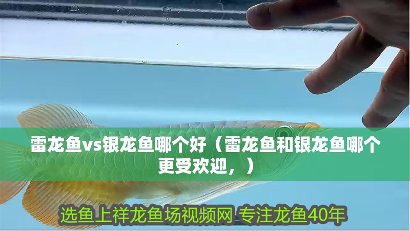 雷龍魚vs銀龍魚哪個好（雷龍魚和銀龍魚哪個更受歡迎，）