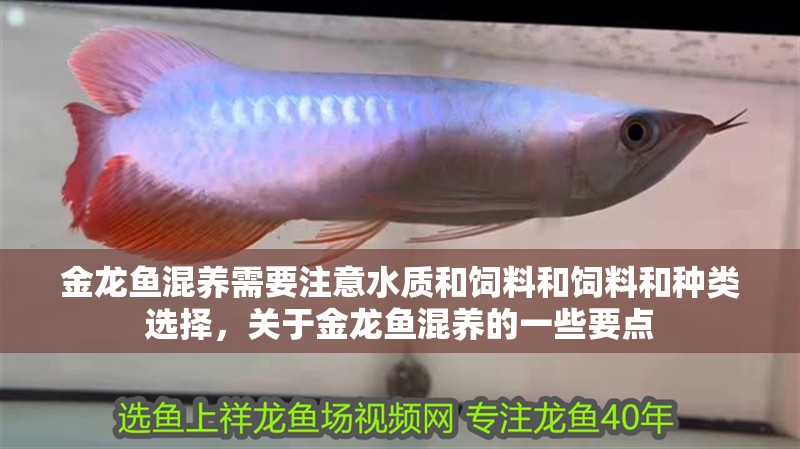 金龍魚混養(yǎng)需要注意水質(zhì)和飼料和飼料和種類選擇，關(guān)于金龍魚混養(yǎng)的一些要點
