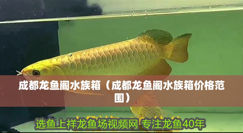 成都龍魚閣水族箱（成都龍魚閣水族箱價格范圍）