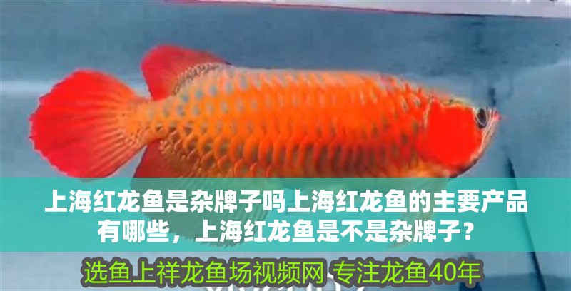 上海紅龍魚是雜牌子嗎上海紅龍魚的主要產(chǎn)品有哪些，上海紅龍魚是不是雜牌子？