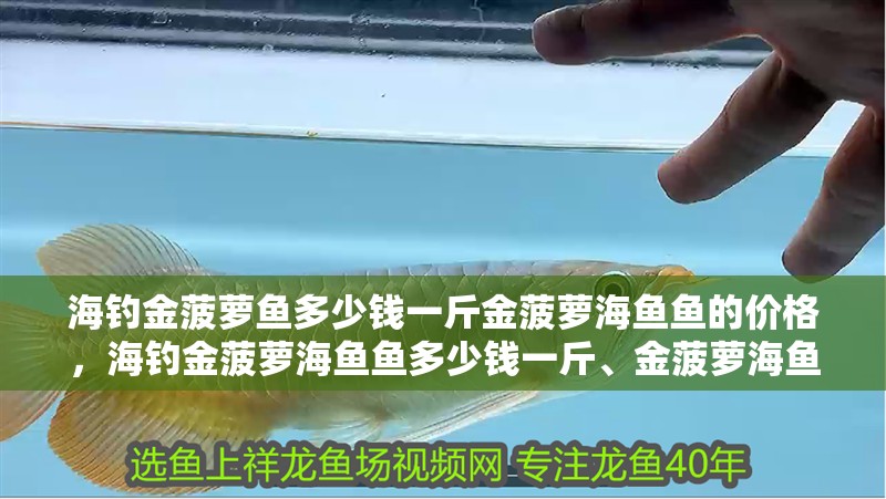 海釣金菠蘿魚多少錢一斤金菠蘿海魚魚的價格，海釣金菠蘿海魚魚多少錢一斤、金菠蘿海魚魚多少錢一斤