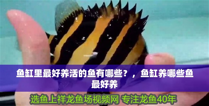 魚缸里最好養活的魚有哪些？，魚缸養哪些魚最好養
