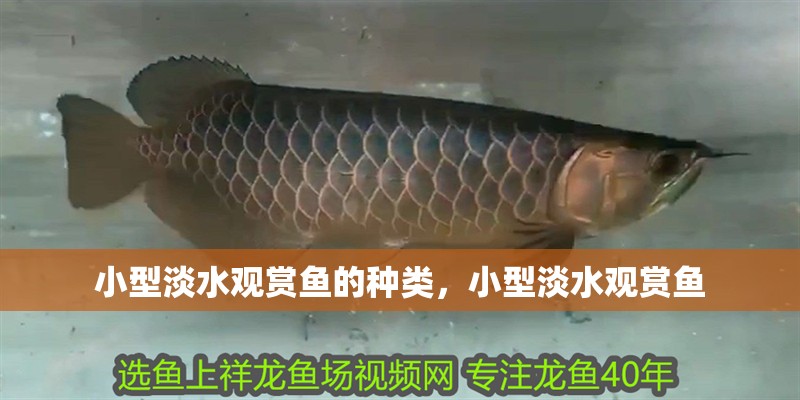 小型淡水觀賞魚的種類，小型淡水觀賞魚
