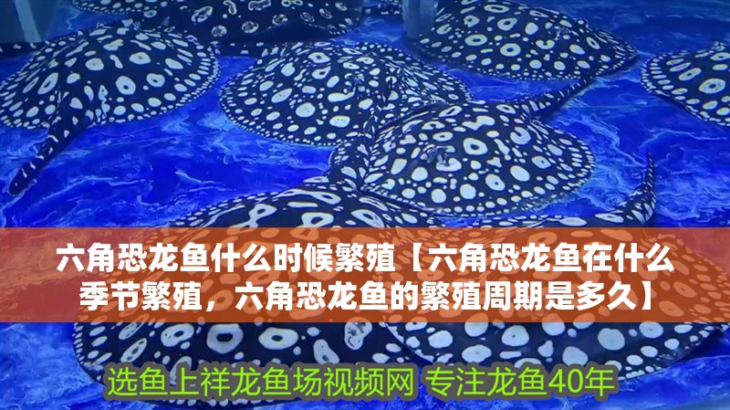 六角恐龍魚什么時候繁殖【六角恐龍魚在什么季節(jié)繁殖，六角恐龍魚的繁殖周期是多久】