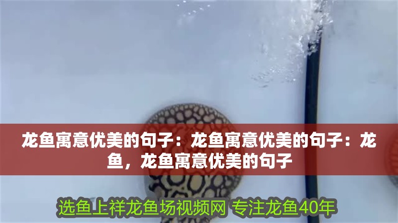 龍魚寓意優(yōu)美的句子：龍魚寓意優(yōu)美的句子：龍魚，龍魚寓意優(yōu)美的句子