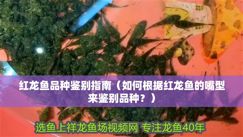 紅龍魚品種鑒別指南（如何根據紅龍魚的嘴型來鑒別品種？）