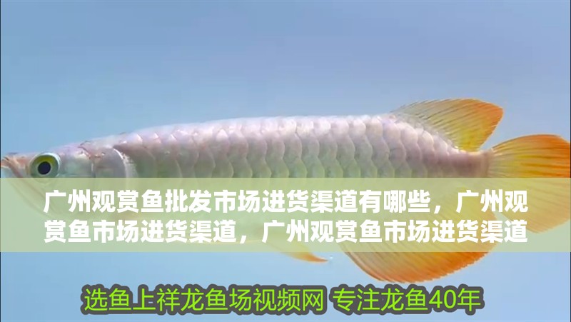 廣州觀賞魚批發市場進貨渠道有哪些，廣州觀賞魚市場進貨渠道，廣州觀賞魚市場進貨渠道