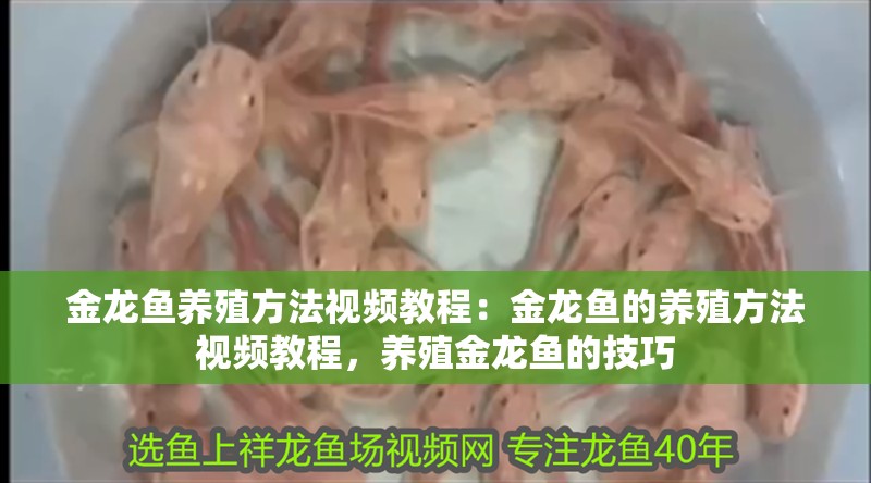 金龍魚養殖方法視頻教程：金龍魚的養殖方法視頻教程，養殖金龍魚的技巧