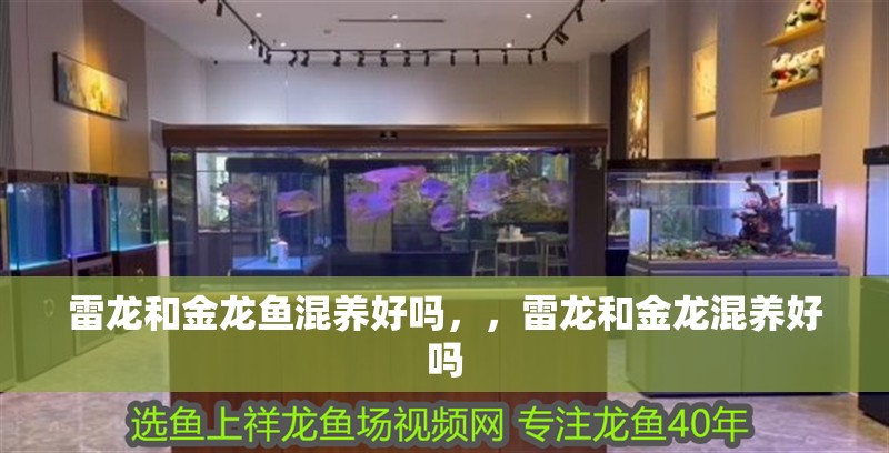 雷龍和金龍魚混養(yǎng)好嗎，，雷龍和金龍混養(yǎng)好嗎