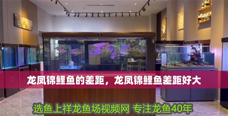 龍鳳錦鯉魚的差距，龍鳳錦鯉魚差距好大