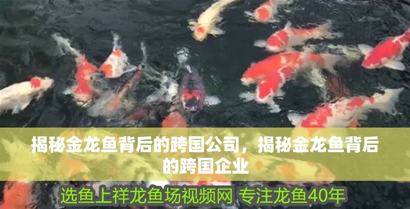 揭秘金龍魚背后的跨國(guó)公司，揭秘金龍魚背后的跨國(guó)企業(yè)