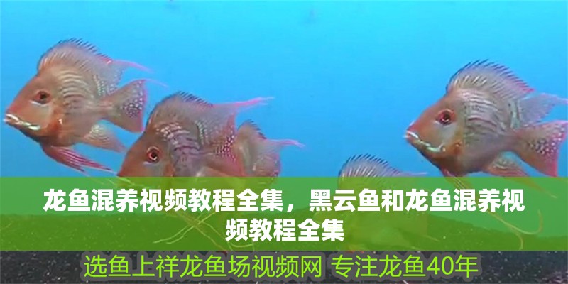 龍魚混養視頻教程全集，黑云魚和龍魚混養視頻教程全集