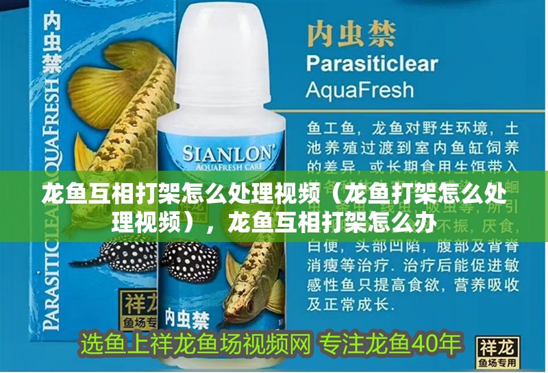 龍魚互相打架怎么處理視頻（龍魚打架怎么處理視頻），龍魚互相打架怎么辦