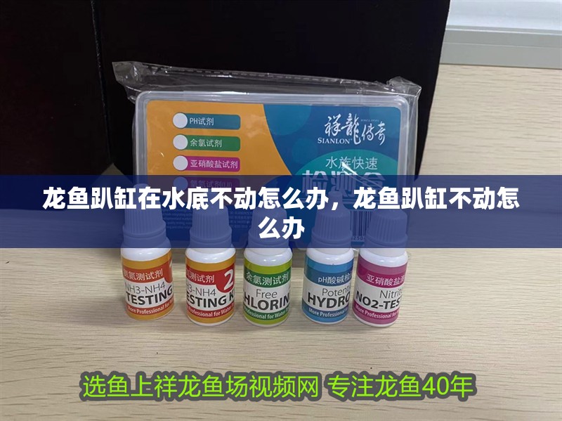 龍魚趴缸在水底不動怎么辦，龍魚趴缸不動怎么辦