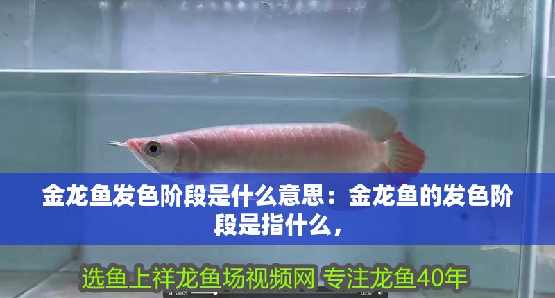 金龍魚發色階段是什么意思：金龍魚的發色階段是指什么，