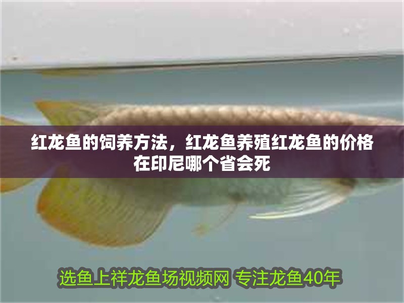 紅龍魚的飼養方法，紅龍魚養殖紅龍魚的價格在印尼哪個省會死