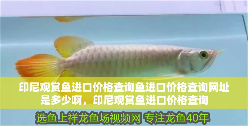 印尼觀賞魚進口價格查詢魚進口價格查詢網(wǎng)址是多少啊，印尼觀賞魚進口價格查詢
