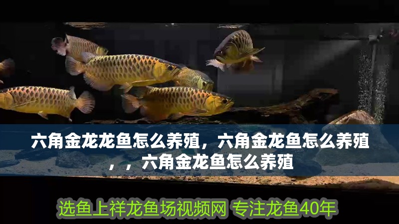 六角金龍龍魚怎么養殖，六角金龍魚怎么養殖，，六角金龍魚怎么養殖
