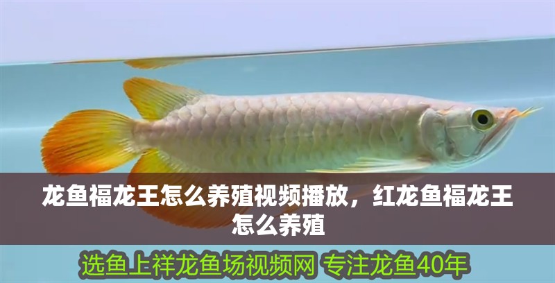 龍魚福龍王怎么養殖視頻播放，紅龍魚福龍王怎么養殖