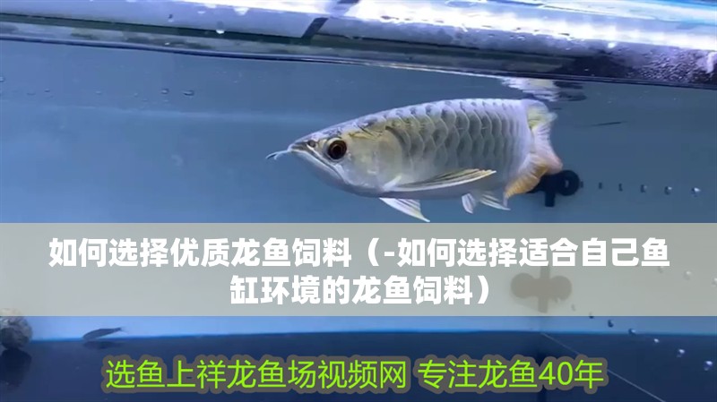 如何選擇優(yōu)質(zhì)龍魚飼料（-如何選擇適合自己魚缸環(huán)境的龍魚飼料）