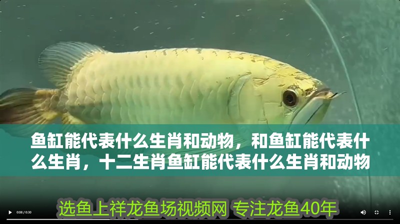 魚缸能代表什么生肖和動物，和魚缸能代表什么生肖，十二生肖魚缸能代表什么生肖和動物