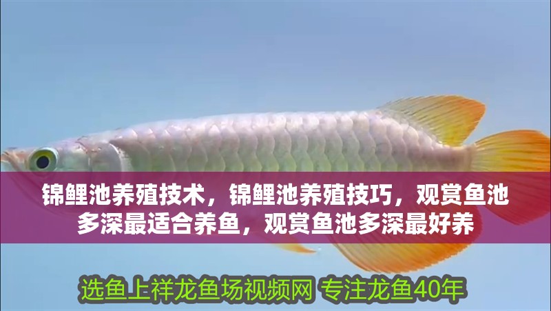 錦鯉池養殖技術，錦鯉池養殖技巧，觀賞魚池多深最適合養魚，觀賞魚池多深最好養