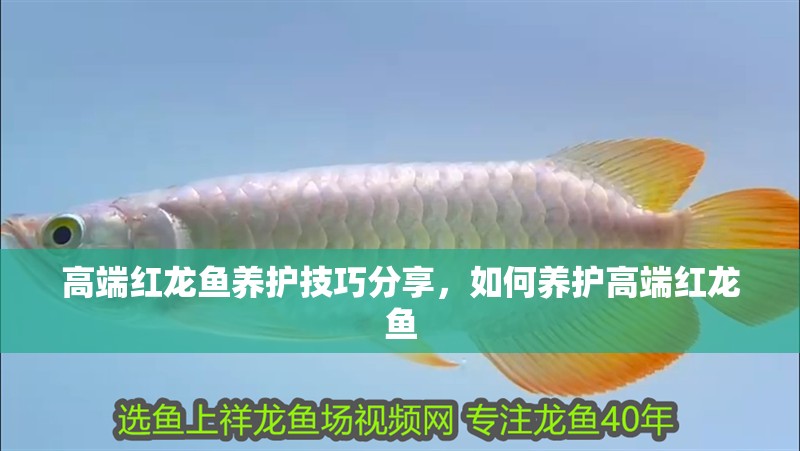 高端紅龍魚養(yǎng)護(hù)技巧分享，如何養(yǎng)護(hù)高端紅龍魚