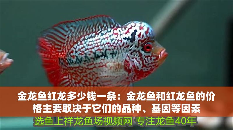 金龍魚紅龍多少錢一條：金龍魚和紅龍魚的價格主要取決于它們的品種、基因等因素