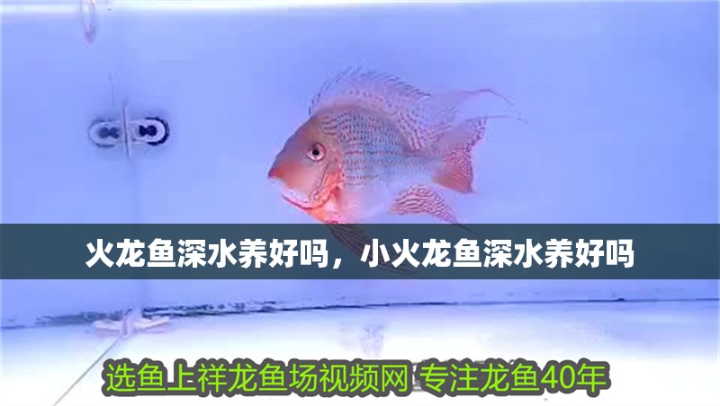 火龍魚深水養(yǎng)好嗎，小火龍魚深水養(yǎng)好嗎
