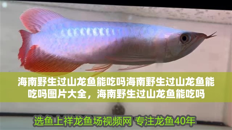 海南野生過(guò)山龍魚(yú)能吃嗎海南野生過(guò)山龍魚(yú)能吃嗎圖片大全，海南野生過(guò)山龍魚(yú)能吃嗎